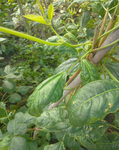 豇豆长江豆