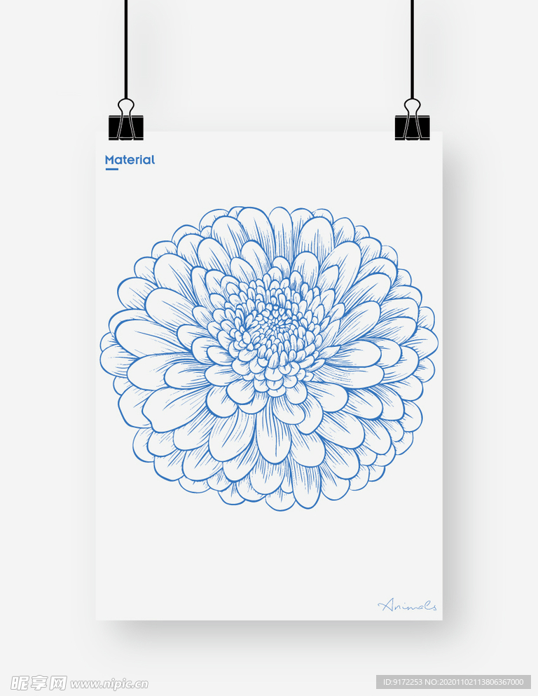 菊花