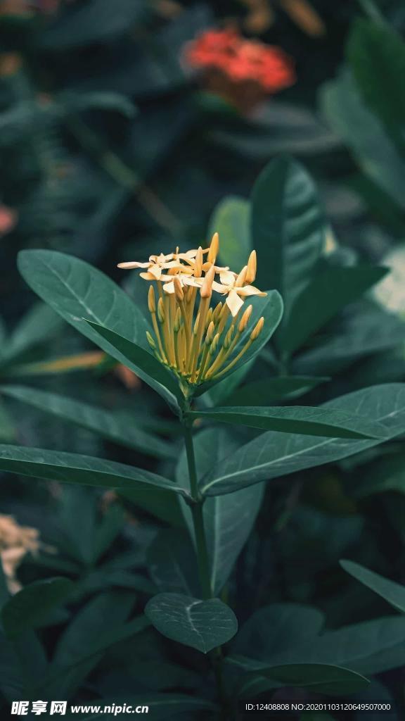 花