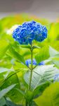 鲜花
