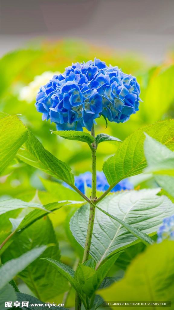 鲜花