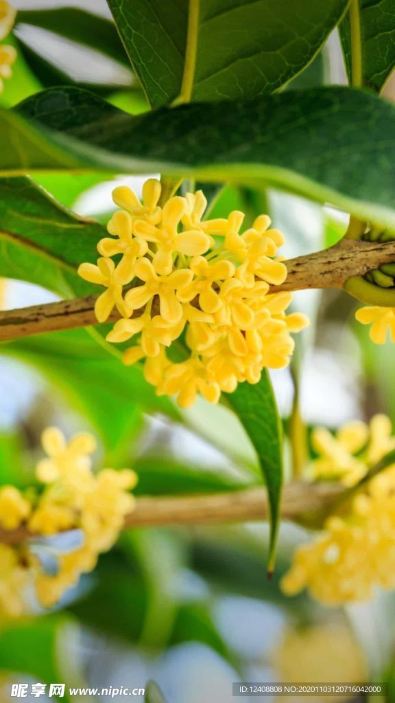 桂花