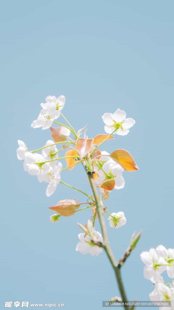 鲜花