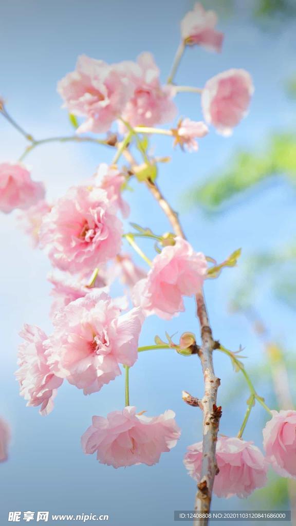 樱花