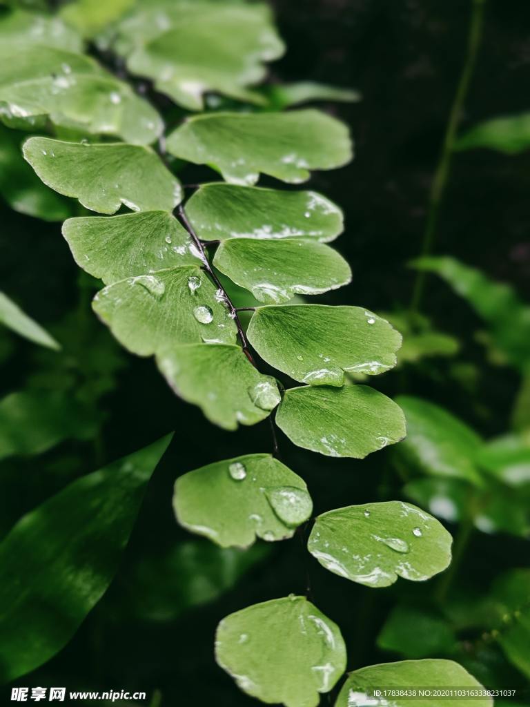 露珠水滴