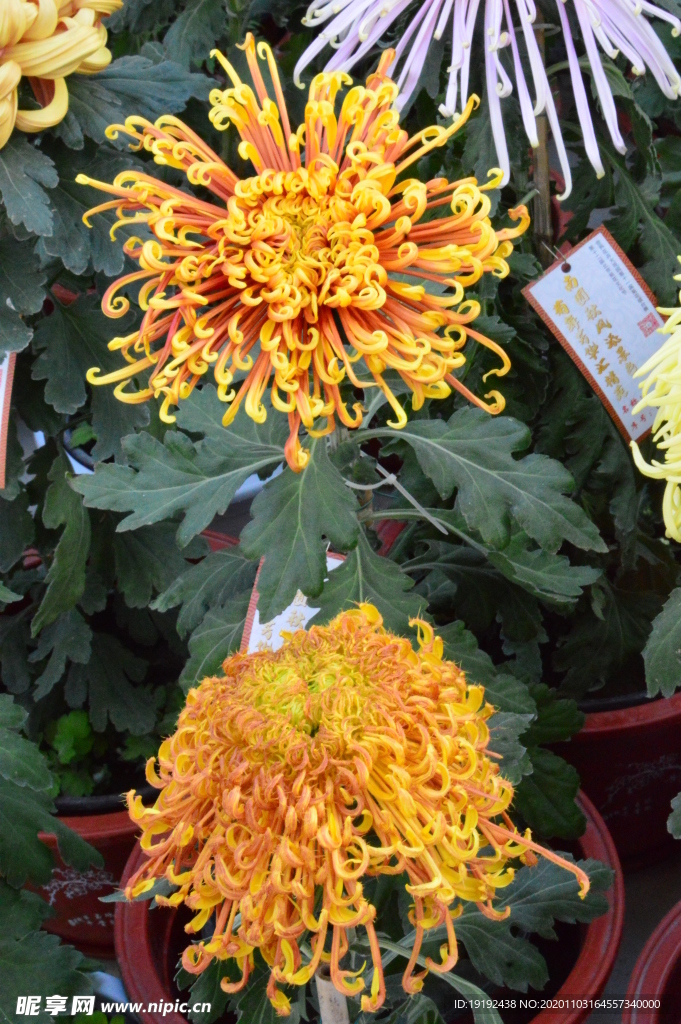 菊花