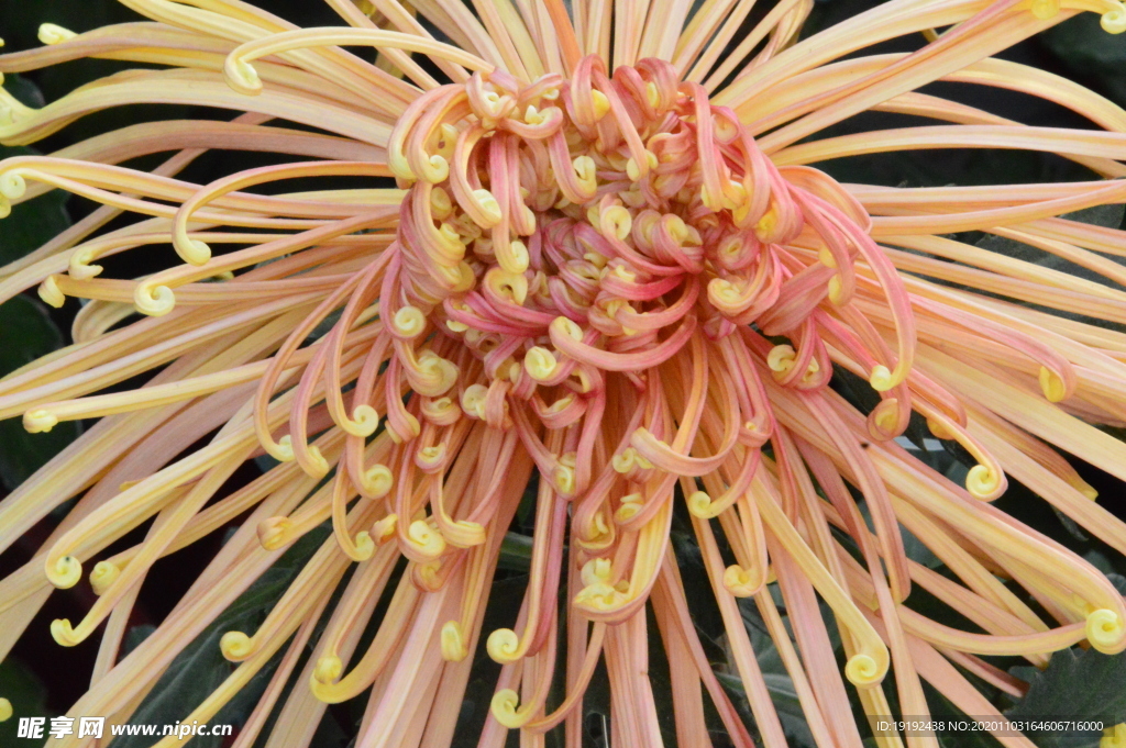 菊花
