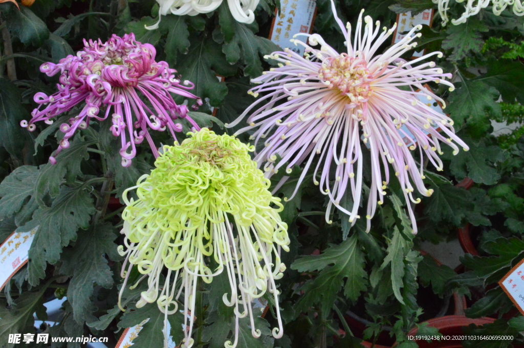菊花
