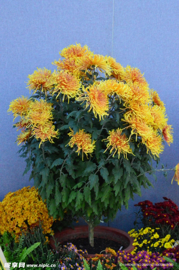 菊花