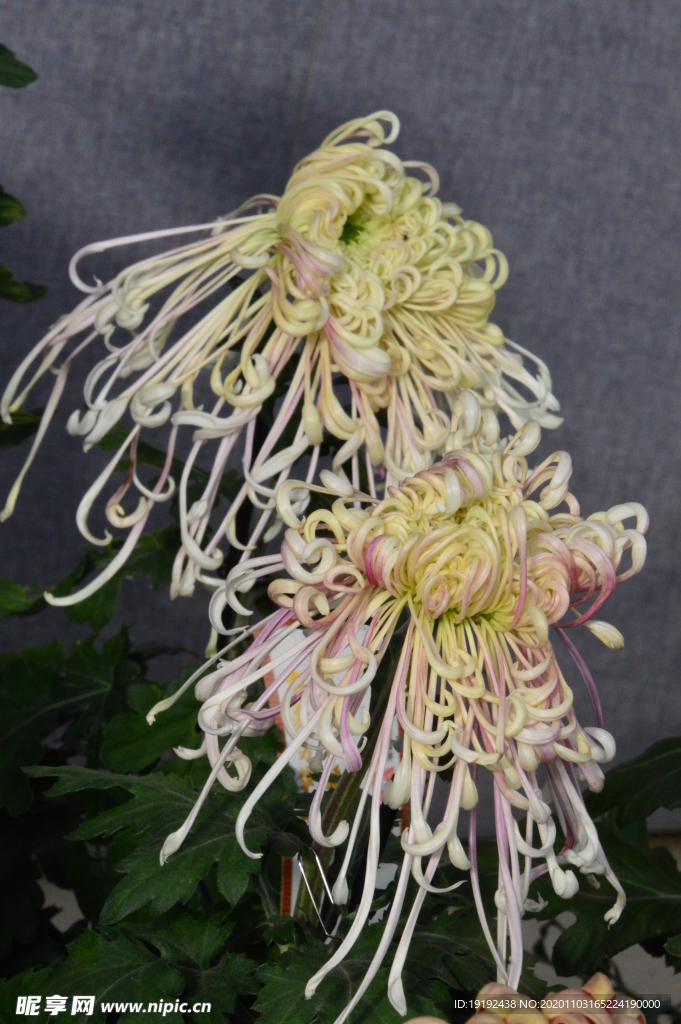 菊花
