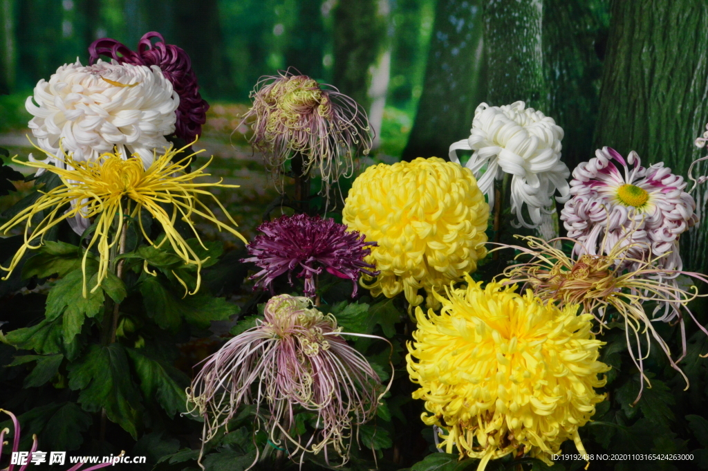 菊花