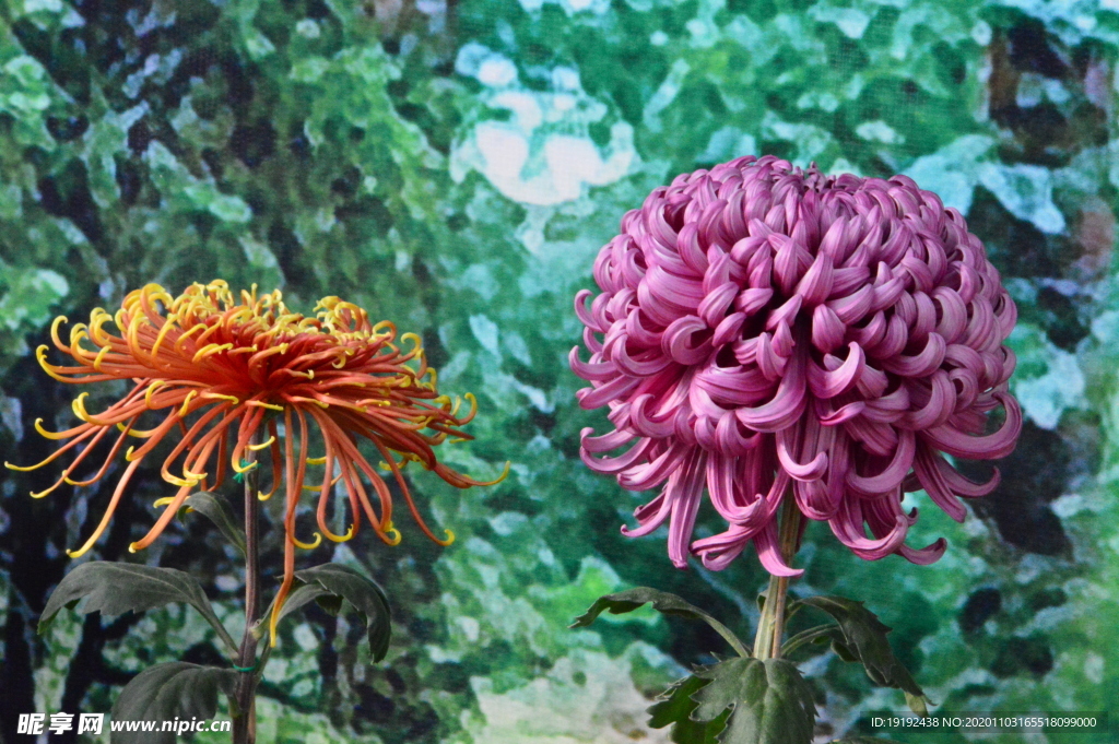 菊花