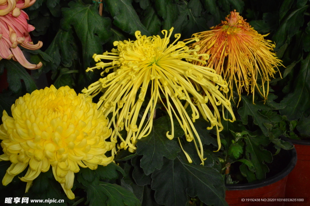 菊花