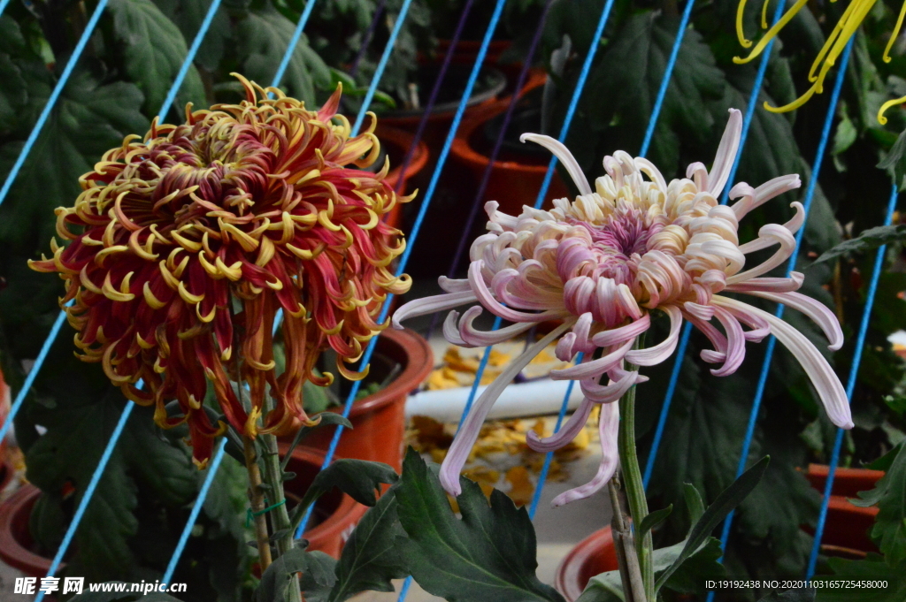 菊花