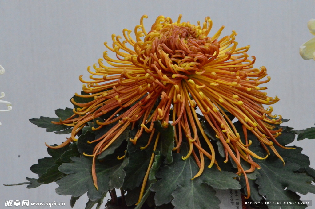 菊花