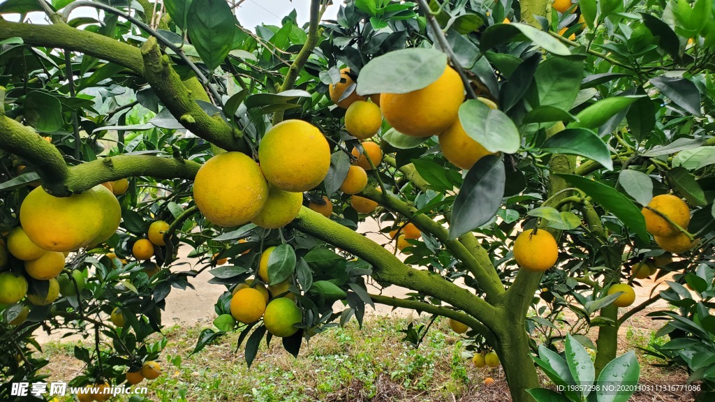 脐橙果树
