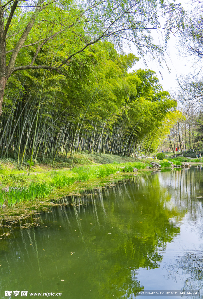 河边竹林