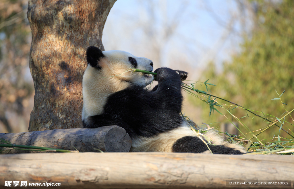熊猫照片
