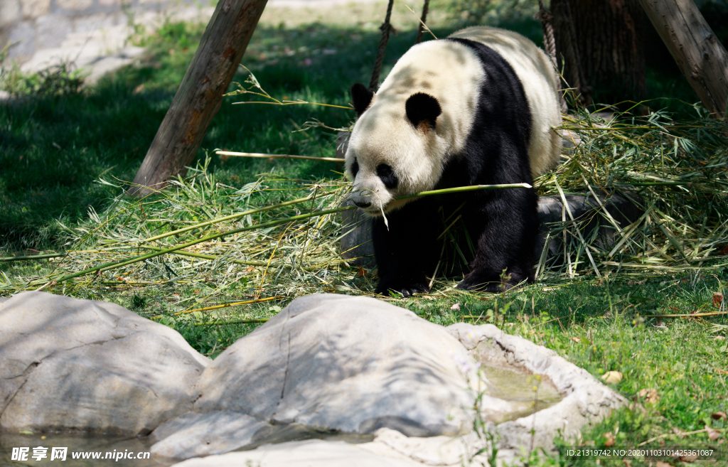 熊猫照片