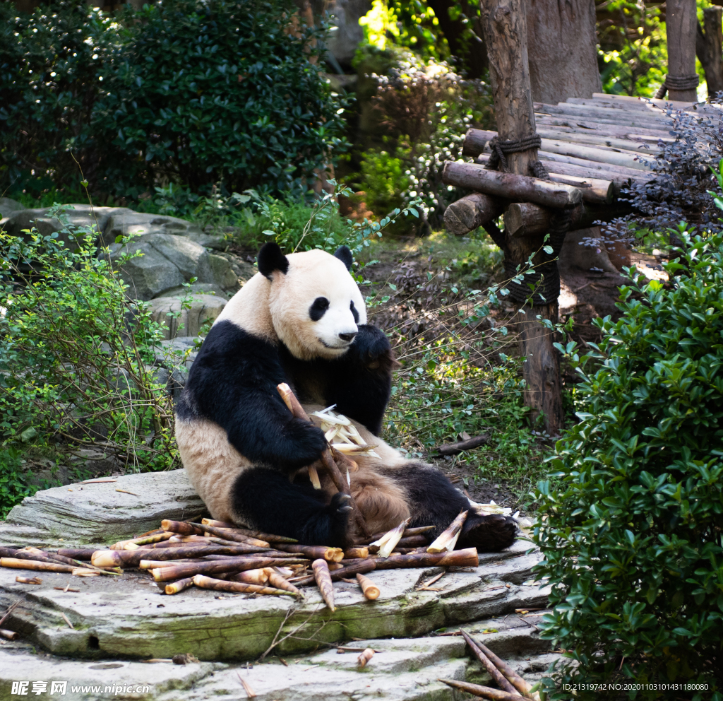 熊猫摄影