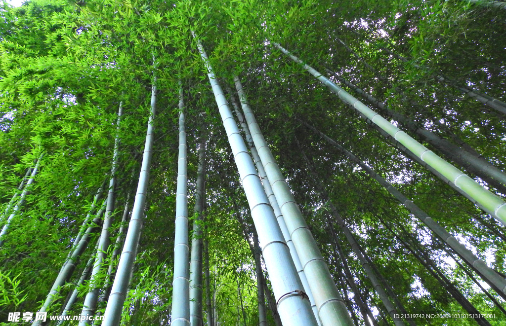 竹子