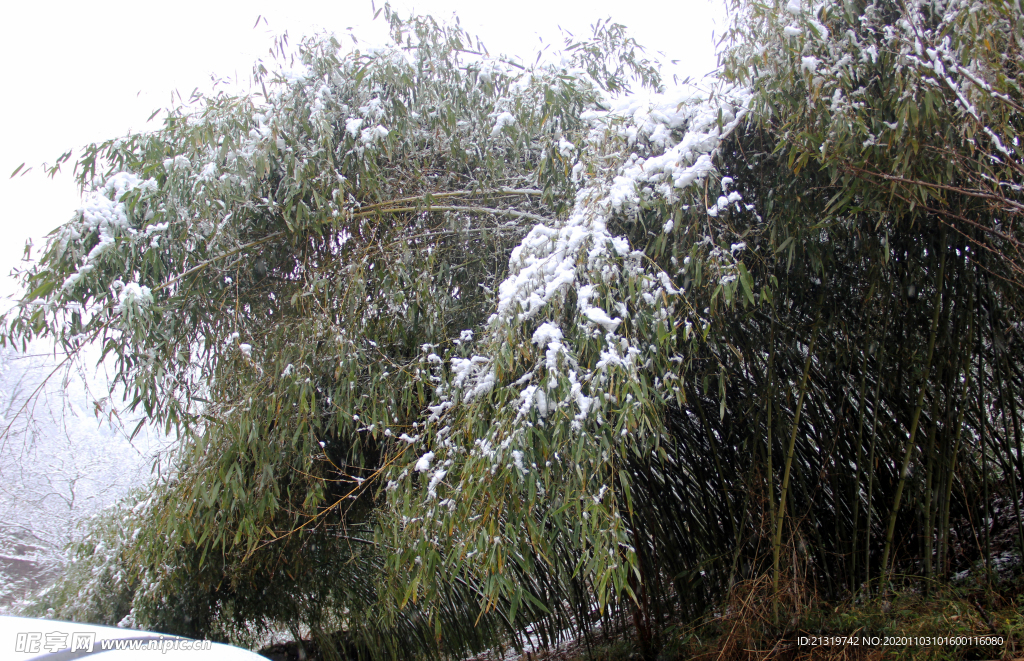 竹子积雪