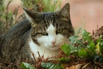 家猫