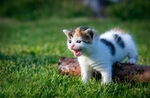 家猫