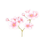桃花=