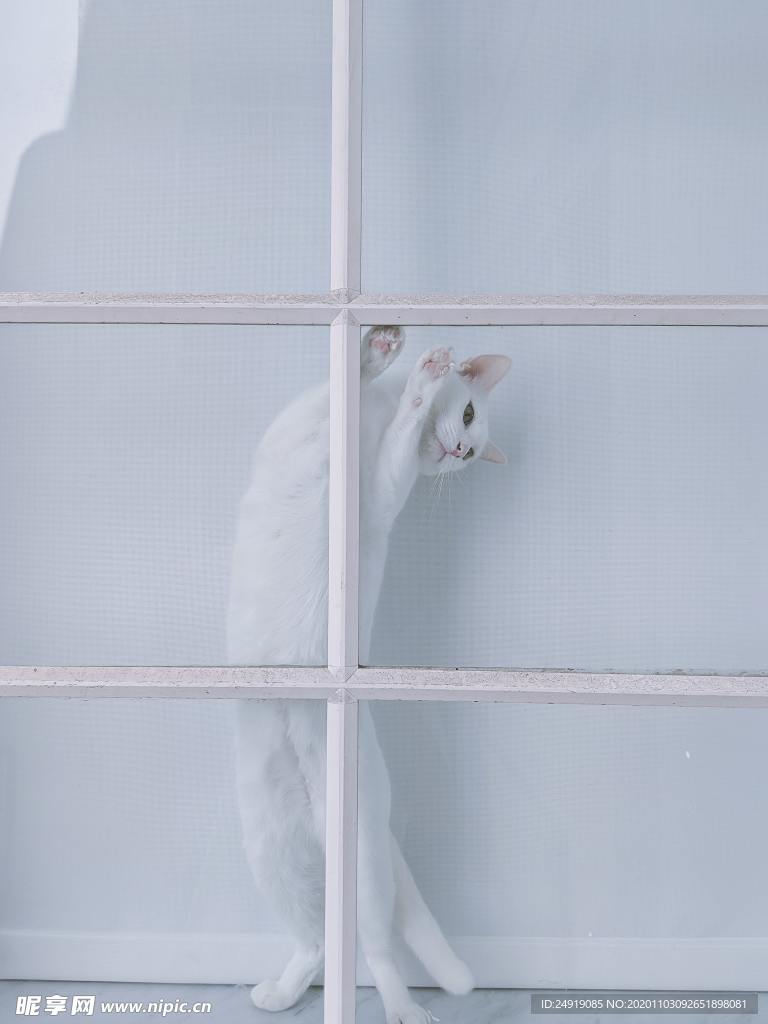 一只白色小猫又懒得表情白色的家