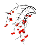 冬季柿子素材
