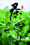 茶文化茶叶
