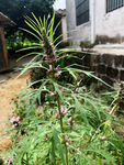 艾草