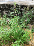 艾草