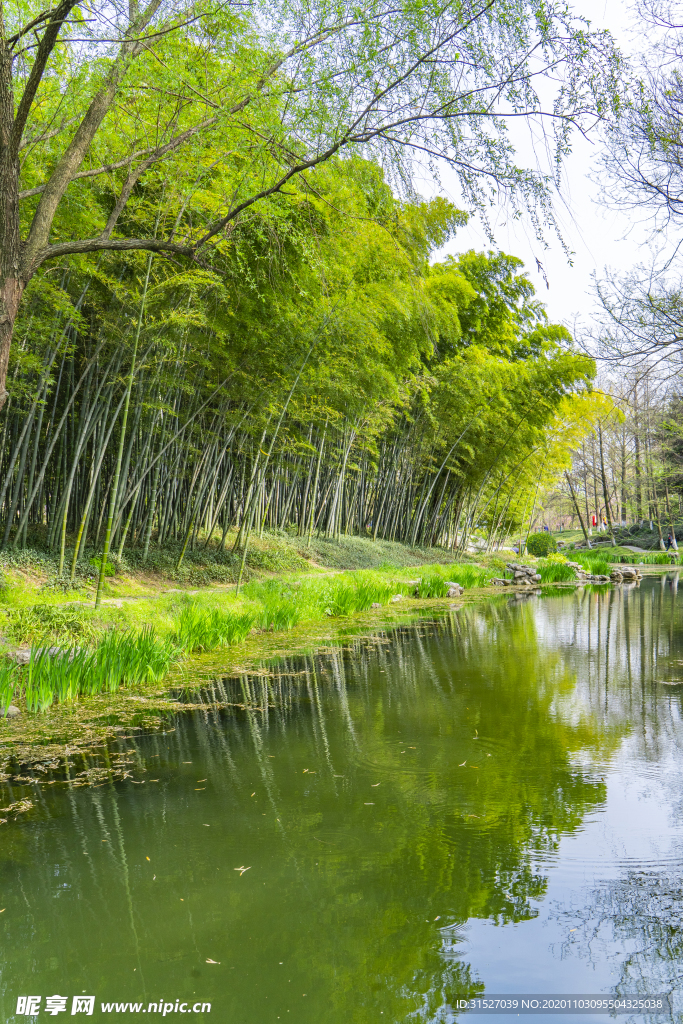 竹林溪流