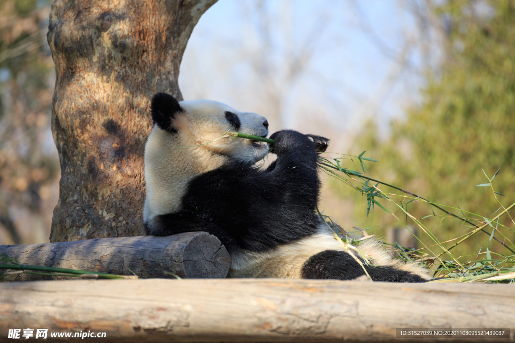 熊猫吃竹子大图