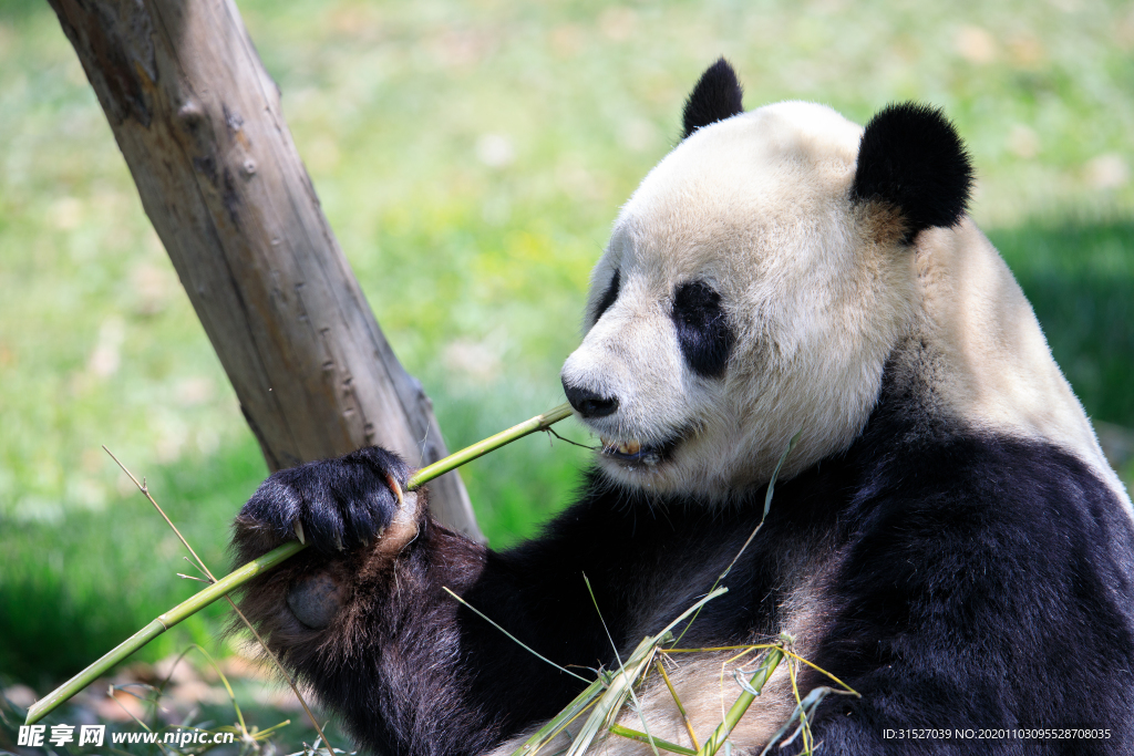 熊猫吃竹子摄影