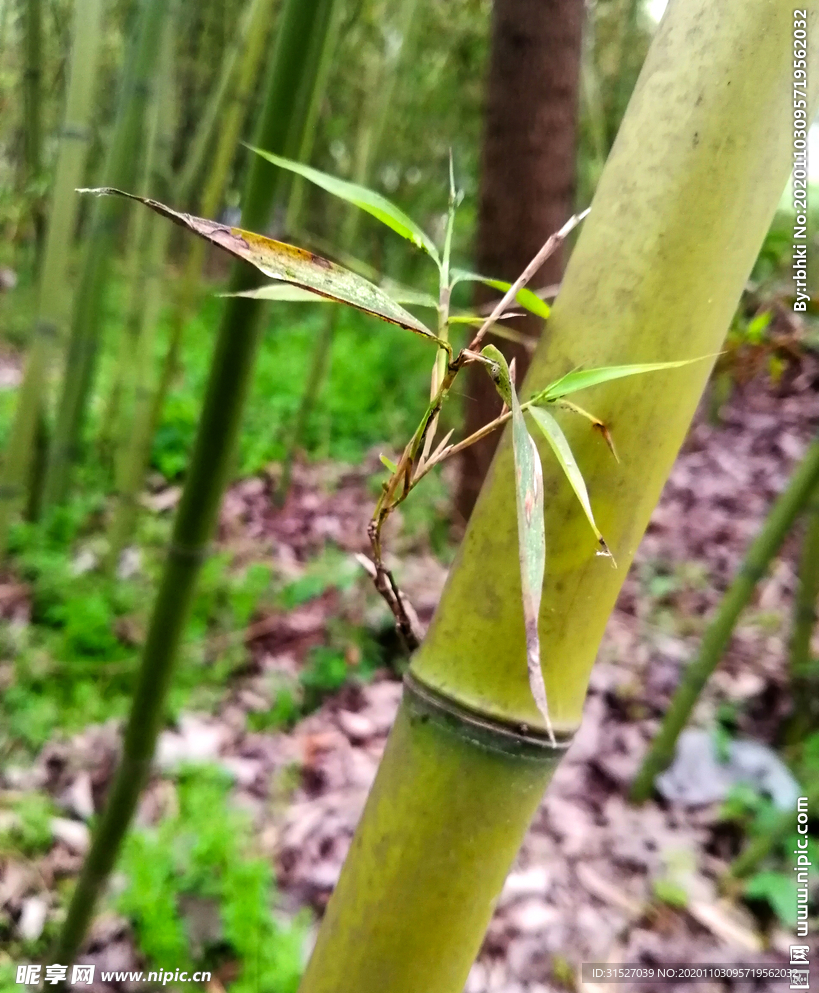 竹子新芽