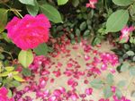 花瓣