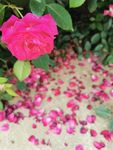 玫瑰花瓣