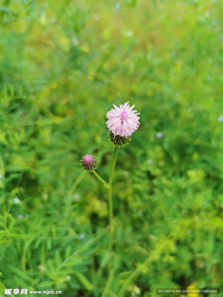 花苞