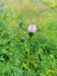 花蕾