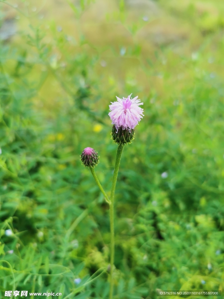 花蕾