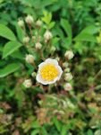 黄菊花