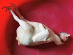 鸡