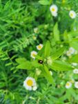 雏菊