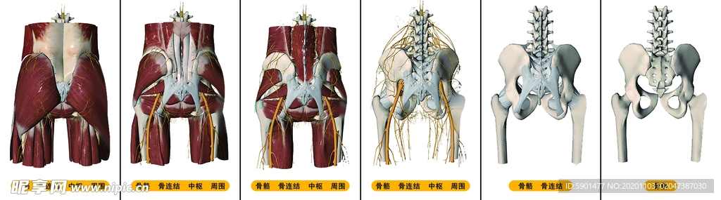 骨骼