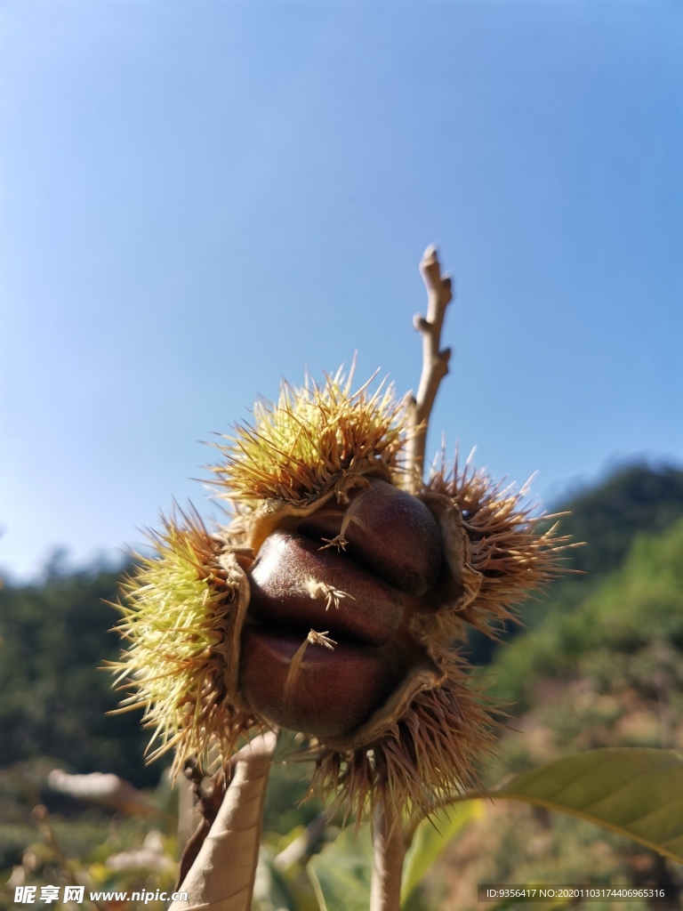 板栗