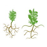 植物根系介绍