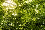 绿叶 天空 照射 叶子 森林